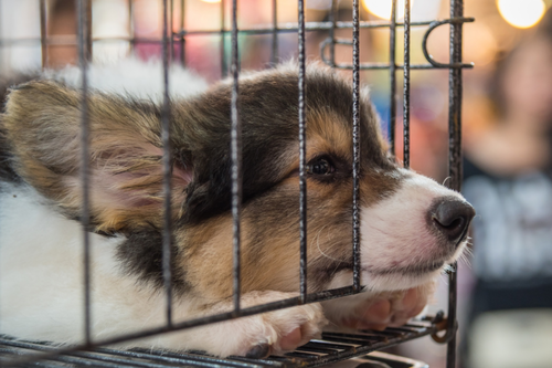 Puppy Puppy in a cage